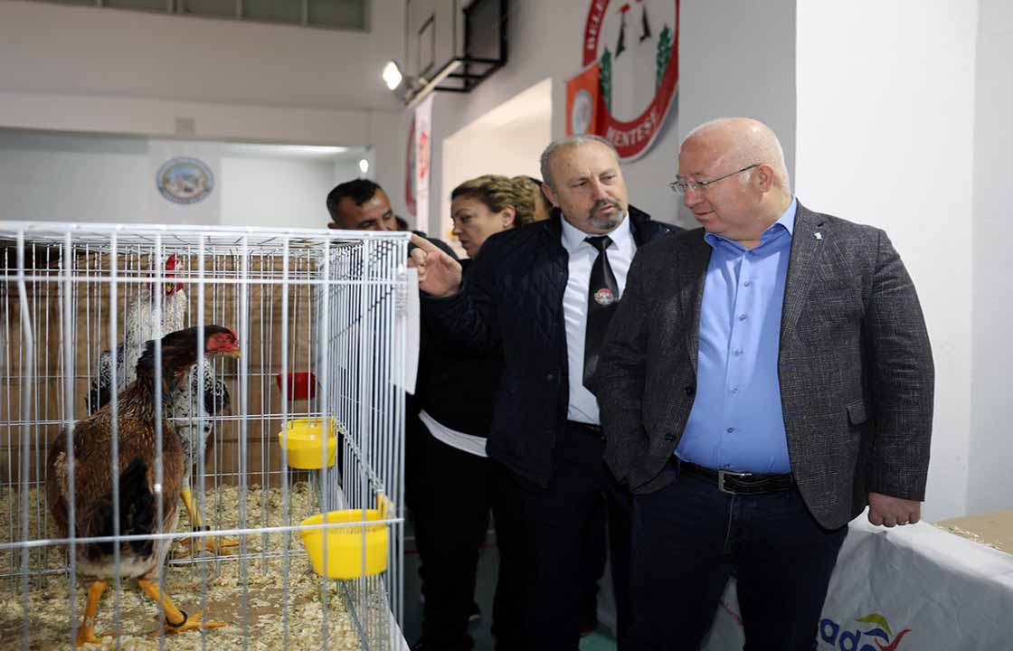 Menteşe’de Kümes Hayvanları Gösterisi